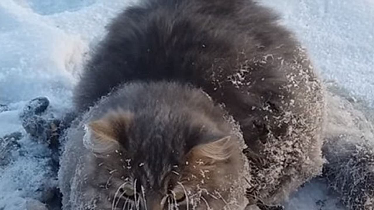 Good Samaritan saves cat from freezing to death in Russia