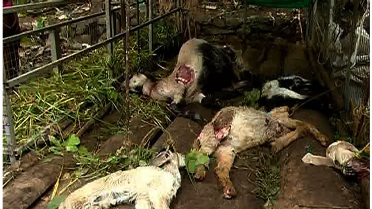 പേടിസ്വപ്നമായ അജ്ഞാതനെ തുരത്താന് കാടുകള് വെട്ടിത്തെളിച്ച് ഒരു ഗ്രാമം പേടിസ്വപ്നമായ അജ്ഞാതനെ തുരത്താന് കാടുകള് വെട്ടിത്തെളിച്ച് ഒരു ഗ്രാമം