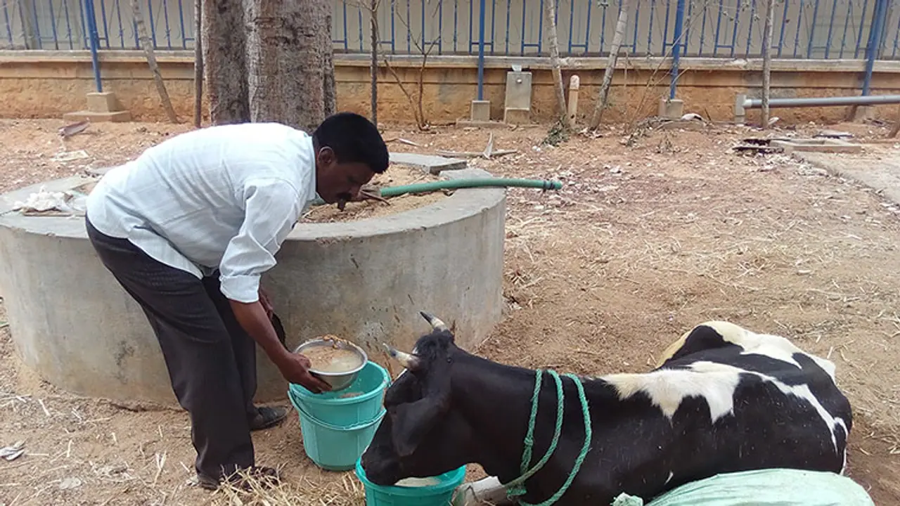 Bengaluru: A cow's agony amid doctors' neglect Bengaluru: A cow's agony amid doctors' neglect