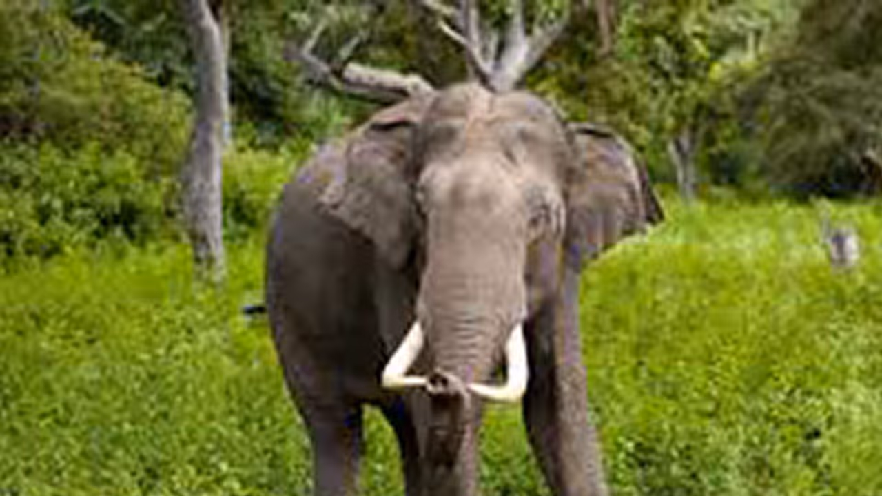 വളവ് തിരിഞ്ഞപ്പോൾ മുന്നിൽ കാട്ടാന, ബൈക്ക് ഉപേക്ഷിച്ച് ഓടുന്നതിനിടെ യുവതിയെ തുമ്പിക്കൈ കൊണ്ട് അടിച്ച് കാട്ടാന വളവ് തിരിഞ്ഞപ്പോൾ മുന്നിൽ കാട്ടാന, ബൈക്ക് ഉപേക്ഷിച്ച് ഓടുന്നതിനിടെ യുവതിയെ തുമ്പിക്കൈ കൊണ്ട് അടിച്ച് കാട്ടാന