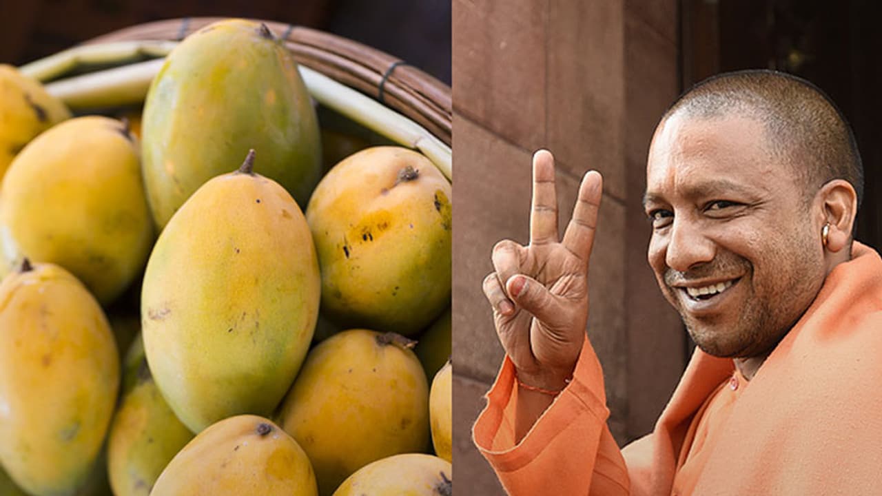 After, 'Modi' Mango, here comes the 'Yogi' Mango! After, 'Modi' Mango, here comes the 'Yogi' Mango!