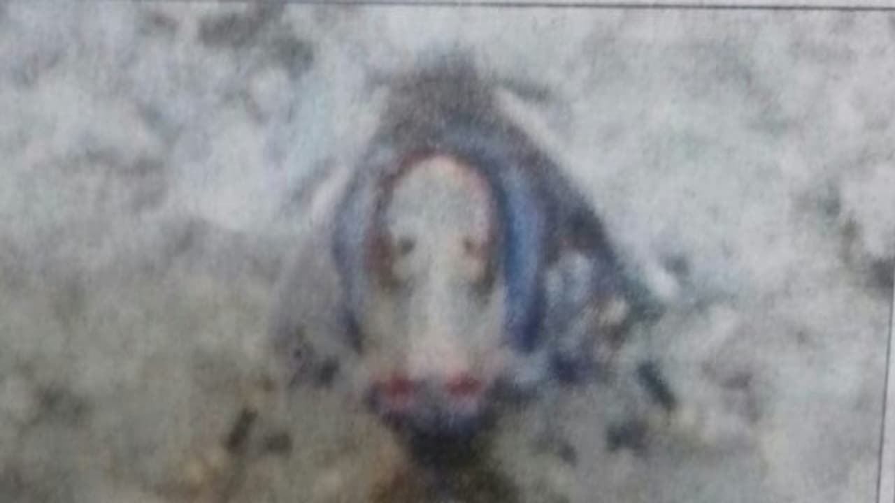 அந்த ரெட்டை கொம்பு ஜந்து...பூச்சியாம்ல! நெசமாவா ஆபீஸர்? : பீதி கலையாத முதுகுளி. அந்த ரெட்டை கொம்பு ஜந்து...பூச்சியாம்ல! நெசமாவா ஆபீஸர்? : பீதி கலையாத முதுகுளி.