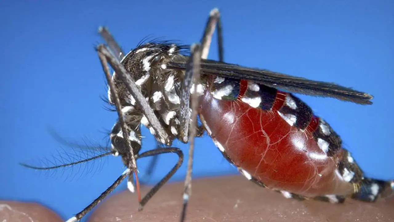 ಬೆಂಗಳೂರಿಗರೇ ಎಚ್ಚರ : ಇಲ್ಲಿವೆ ಮಾರಣಾಂತಿಕ ಸೊಳ್ಳೆಗಳು!