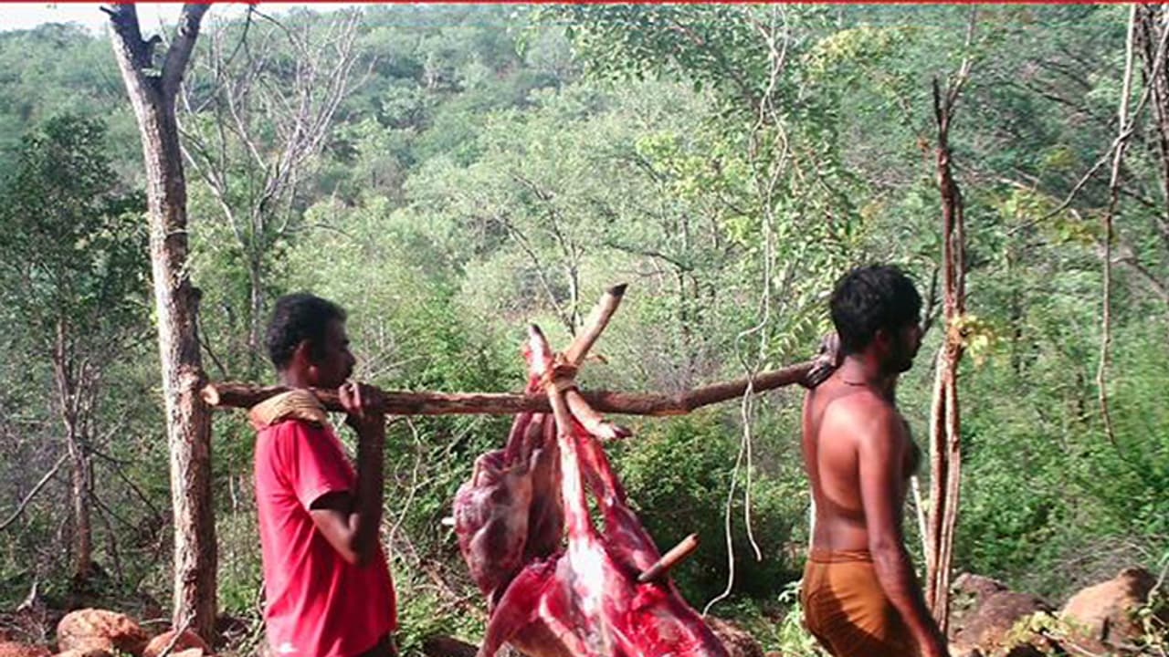 ಮಲೆಮಹದೇಶ್ವರ ಬೆಟ್ಟದಲ್ಲಿ ಮರಿವೀರಪ್ಪನ್'ಗಳ ಕಾಟ: ಬಂದೂಕು ಹಿಡಿದೇ ಕಾಡಿಗೆ ನುಗ್ಗುತ್ತಾರೆ ಮಲೆಮಹದೇಶ್ವರ ಬೆಟ್ಟದಲ್ಲಿ ಮರಿವೀರಪ್ಪನ್'ಗಳ ಕಾಟ: ಬಂದೂಕು ಹಿಡಿದೇ ಕಾಡಿಗೆ ನುಗ್ಗುತ್ತಾರೆ