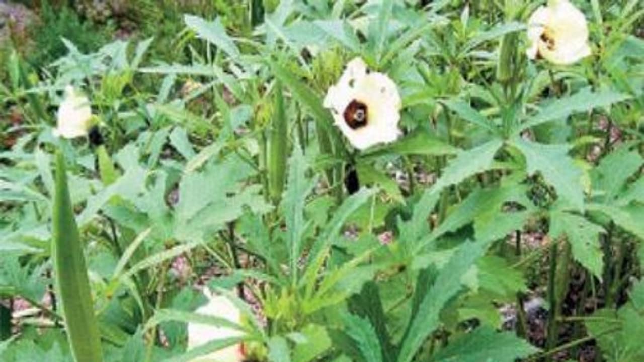 இயற்கை விவசாய முறையில் வெண்டை சாகுபடி செய்தால் பலன் அதிகமாக கொடுக்கும். இயற்கை விவசாய முறையில் வெண்டை சாகுபடி செய்தால் பலன் அதிகமாக கொடுக்கும்.