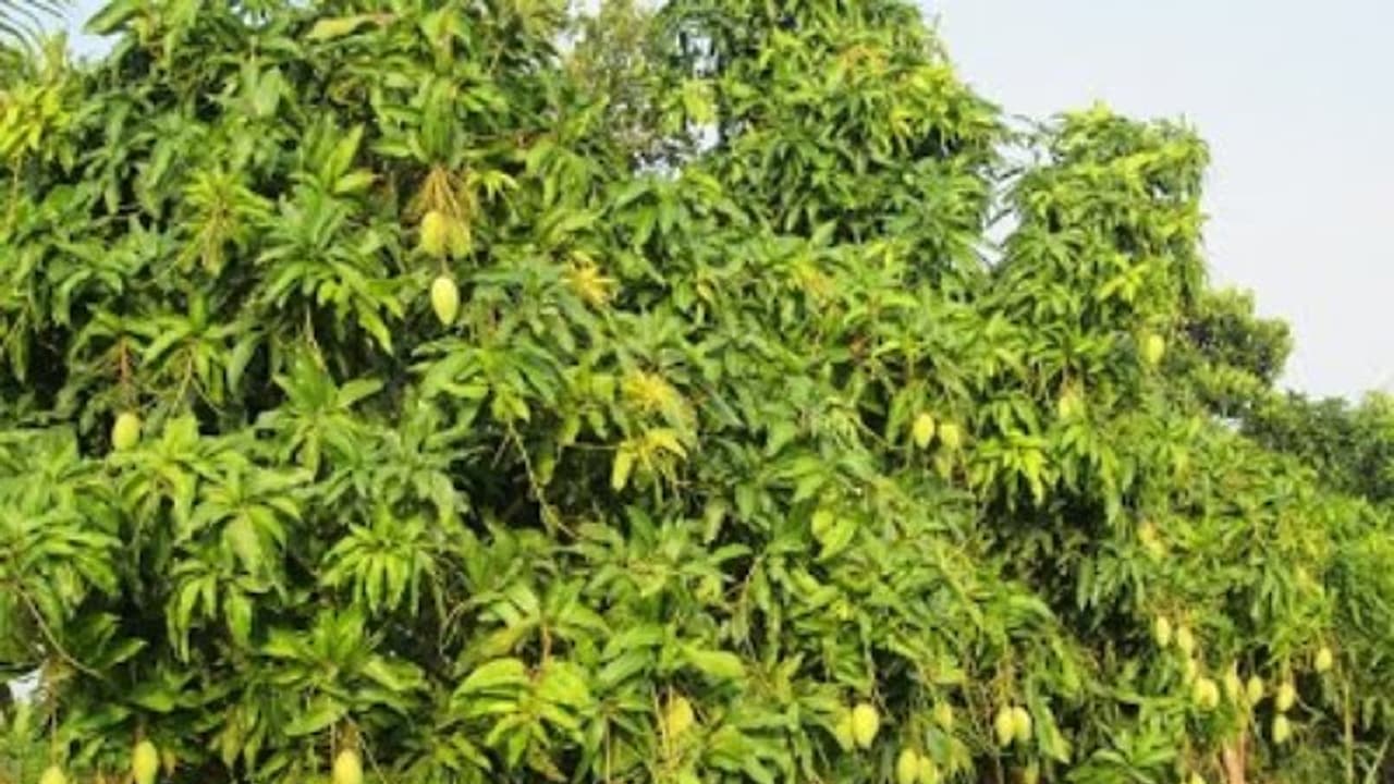 அடேங்கப்பா! இந்த ஐந்து நோய்கள்தான் மரத்தின் அவ்வளவு பெரிய சேதத்திற்கு காரணமாம்... அடேங்கப்பா! இந்த ஐந்து நோய்கள்தான் மரத்தின் அவ்வளவு பெரிய சேதத்திற்கு காரணமாம்...