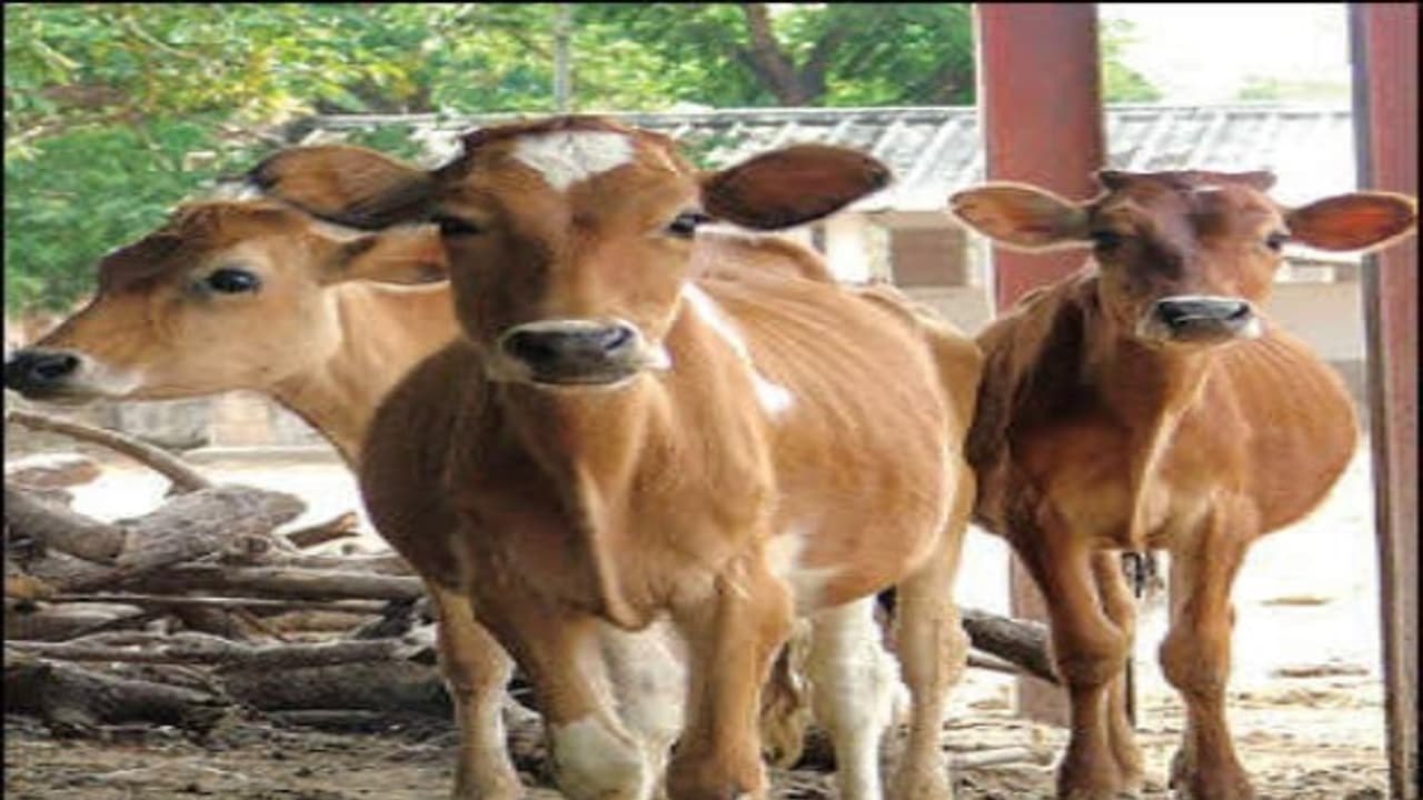 இந்த நோய்களிடம் இருந்து கால்நடைகளை எப்படி காப்பது? தெரிஞ்சுக்குங்க உதவும்... இந்த நோய்களிடம் இருந்து கால்நடைகளை எப்படி காப்பது? தெரிஞ்சுக்குங்க உதவும்...