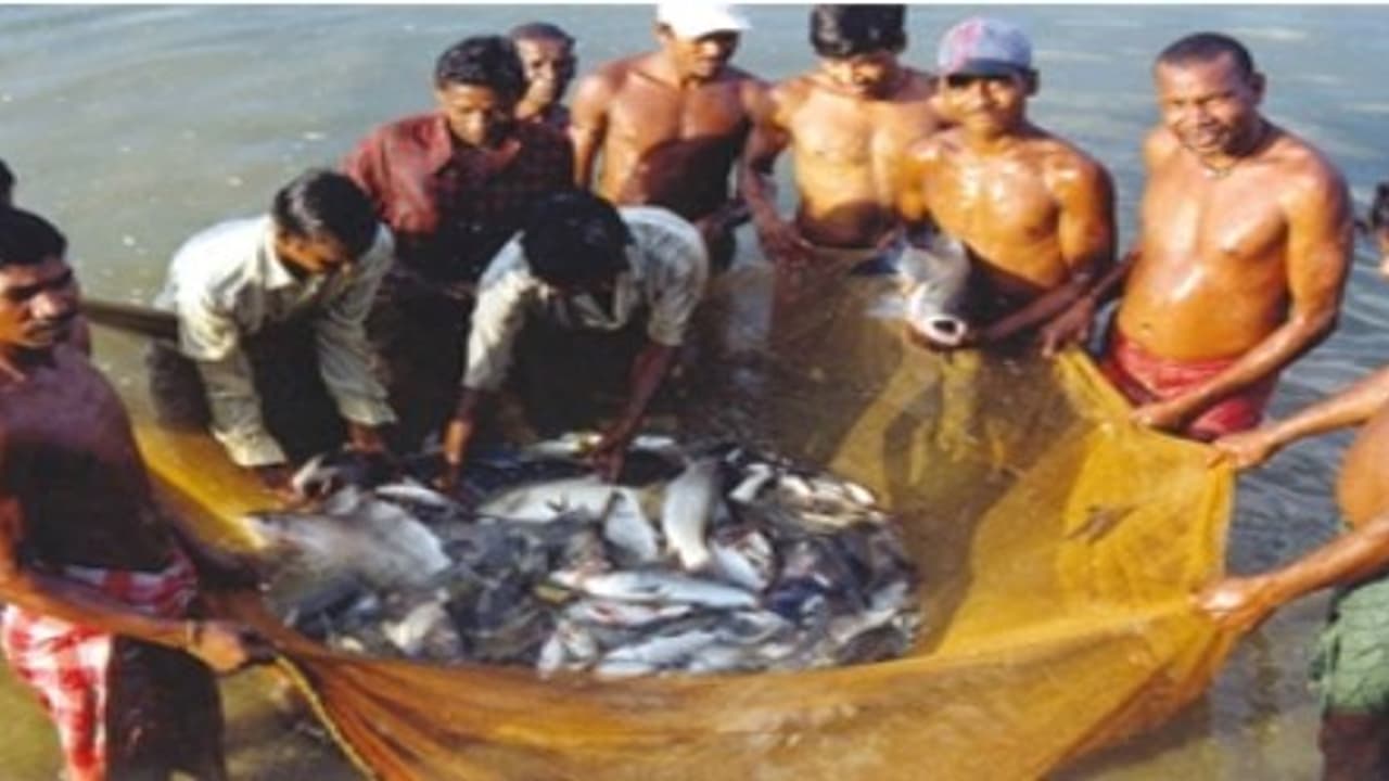 கெண்டை மீன்கள் வளர்ப்பதால் இவ்வளவு லாபங்கள் இருக்கிறது… கெண்டை மீன்கள் வளர்ப்பதால் இவ்வளவு லாபங்கள் இருக்கிறது…