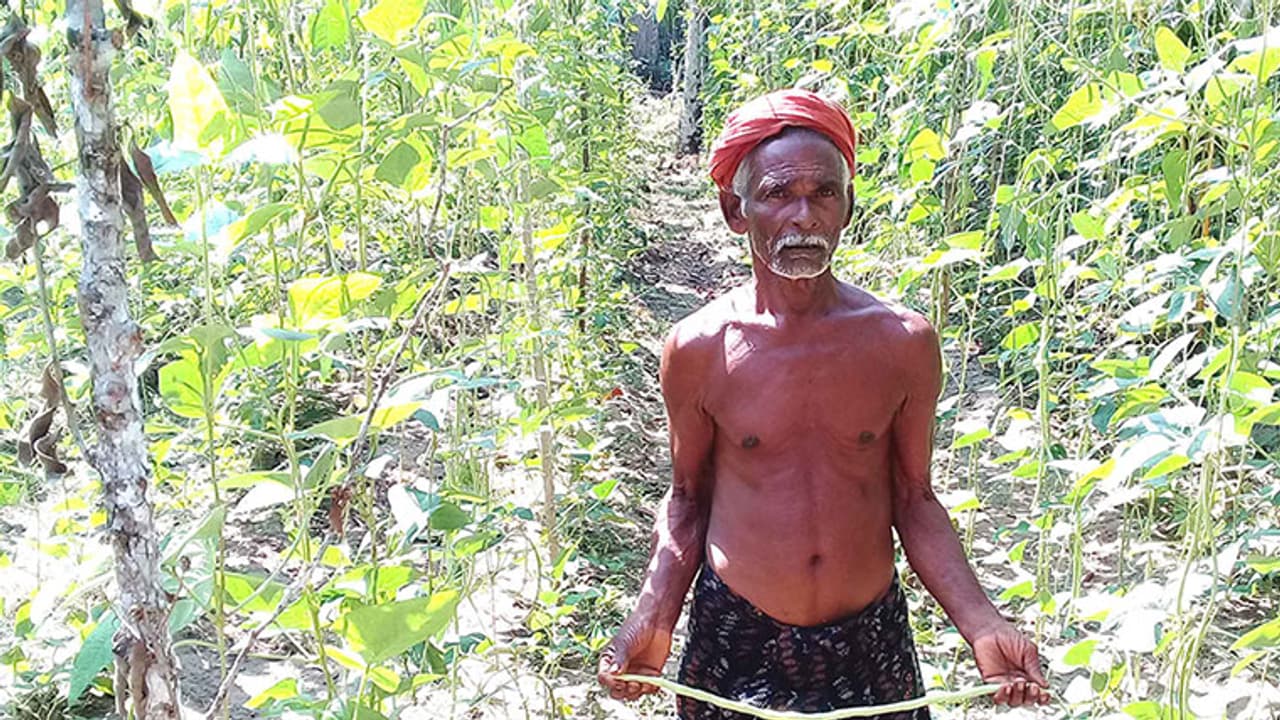 ജൈവപച്ചക്കറി കൃഷിയില് വിജയഗാഥയുമായി ചുറുചുറുപ്പോടെ എഴുപത്തിനാലുകാരൻ ജൈവപച്ചക്കറി കൃഷിയില് വിജയഗാഥയുമായി ചുറുചുറുപ്പോടെ എഴുപത്തിനാലുകാരൻ