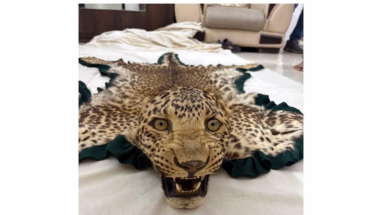 DRI Nagpur seized one leopard skin with head (Photo/DRI Nagpur) DRI Nagpur seized one leopard skin with head (Photo/DRI Nagpur)