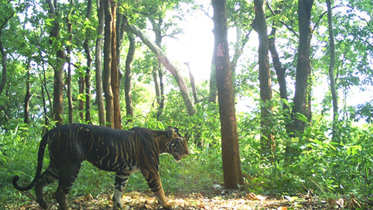 Rare melanistic tiger (Photo/Similipal Tiger Reserve) Rare melanistic tiger (Photo/Similipal Tiger Reserve)