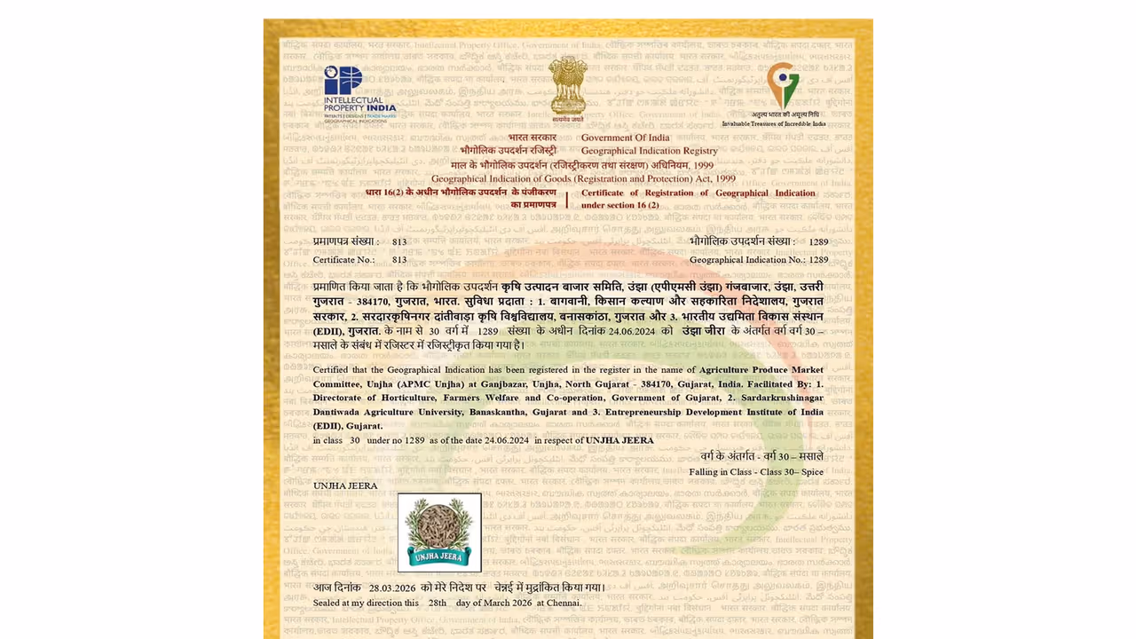 Unjha Cumin and Unjha Fennel, receive prestigious GI tag (Photo/Gujarat CMO) Unjha Cumin and Unjha Fennel, receive prestigious GI tag (Photo/Gujarat CMO)