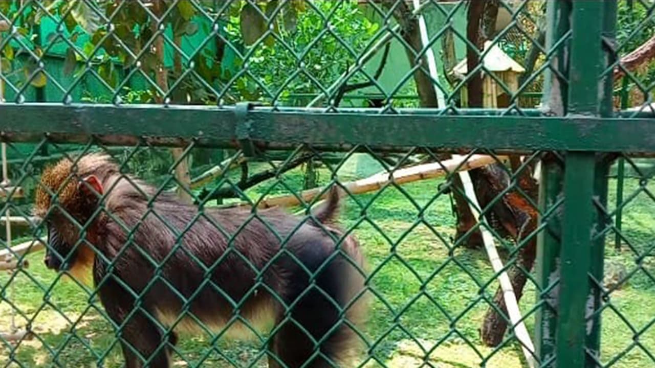 Mandrills at the Nehru Zoological Park (Photo/ANI) Mandrills at the Nehru Zoological Park (Photo/ANI)