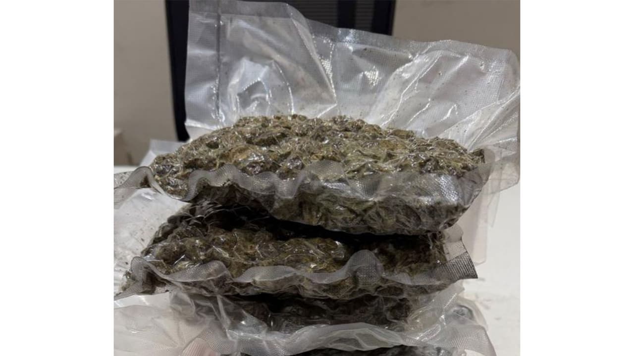 1.107kg of hydroponic weed (marijuana) intercepted by Ahmedabad Customs (Photo/ANI) 1.107kg of hydroponic weed (marijuana) intercepted by Ahmedabad Customs (Photo/ANI)