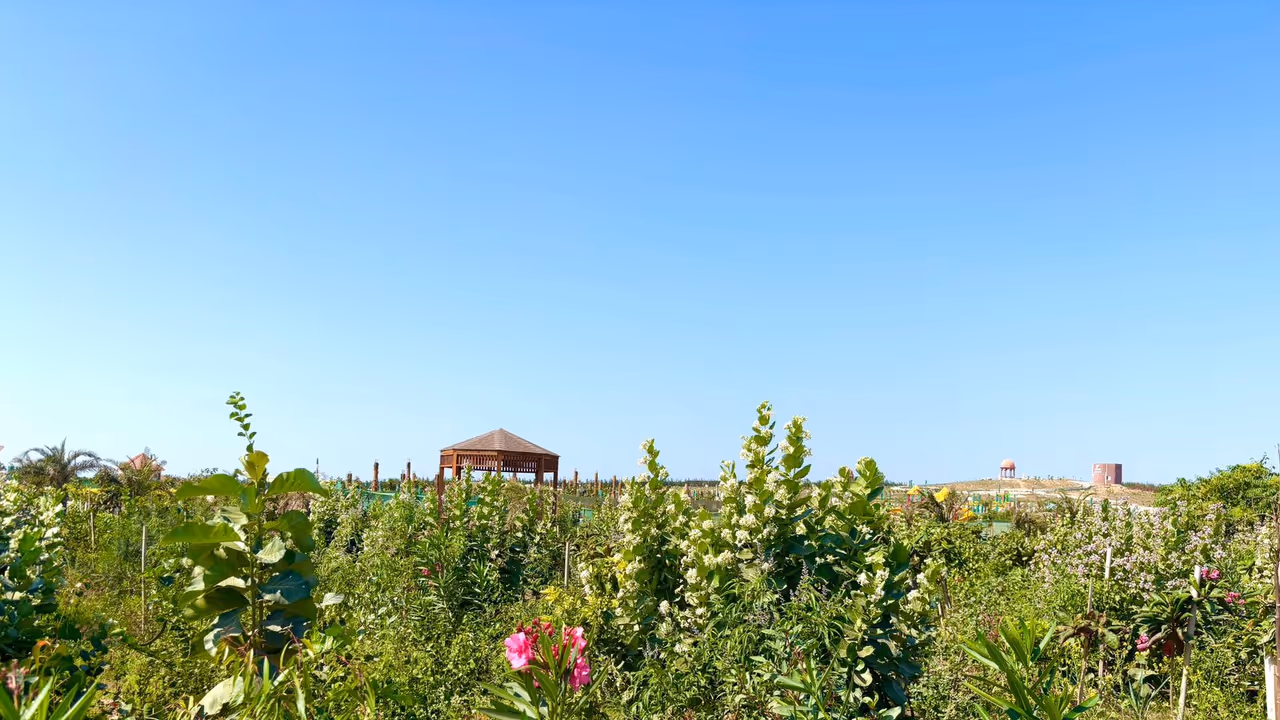 Gujarat records plantation across 1.04 lakh hectares of forest area in last 3 years (Photo: CMO) Gujarat records plantation across 1.04 lakh hectares of forest area in last 3 years (Photo: CMO)