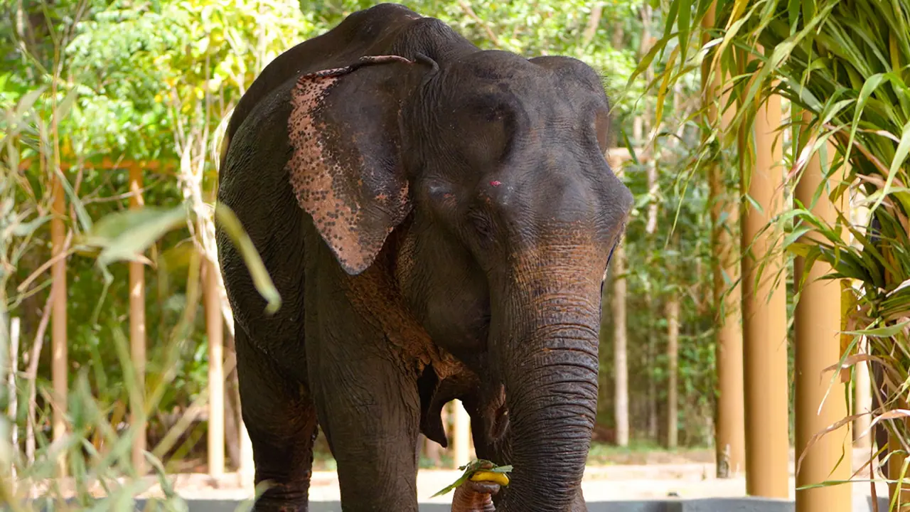 Eelphant Maniki (Image source: Vantara) Eelphant Maniki (Image source: Vantara)