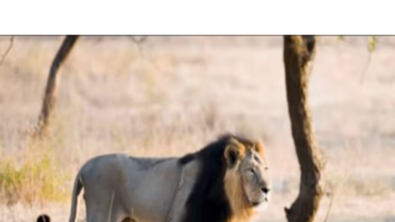 World Lion Day (Image source: X/@byadavbjp) World Lion Day (Image source: X/@byadavbjp)