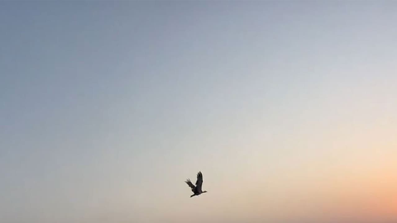 Two Great Indian Bustards released into the wild in jaisalmer (Photo/ANI) Two Great Indian Bustards released into the wild in jaisalmer (Photo/ANI)