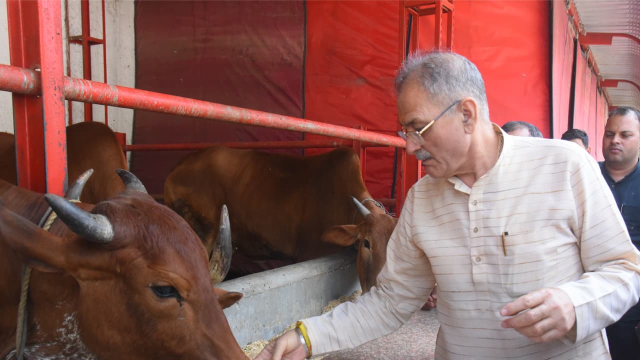 Himachal Pradesh Governor Kavinder Gupta performs Gau Sewa in Dharmasangh Mahavidyalaya at Civil Lines, New Delhi (Photo/ANI) Himachal Pradesh Governor Kavinder Gupta performs Gau Sewa in Dharmasangh Mahavidyalaya at Civil Lines, New Delhi (Photo/ANI)