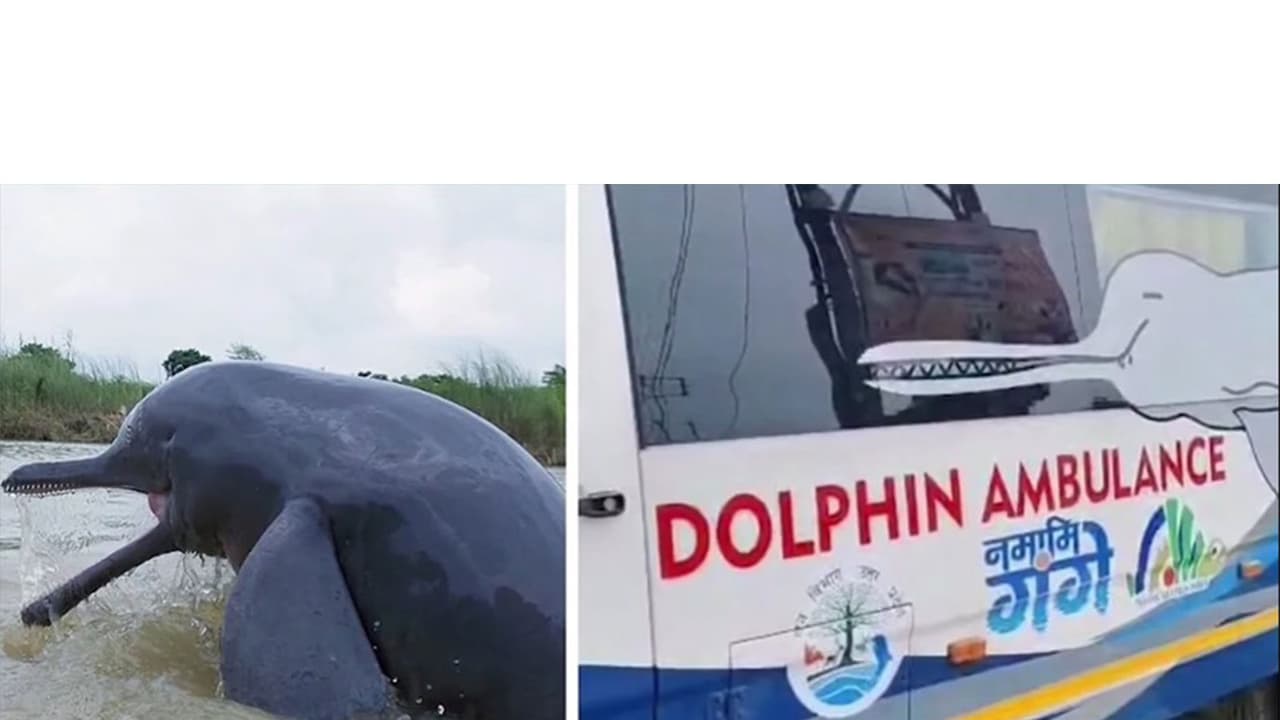 Dolphin rescued under Namami Gange Abhiyan in UP (Photo/YouTube@Narendra Modi) Dolphin rescued under Namami Gange Abhiyan in UP (Photo/YouTube@Narendra Modi)