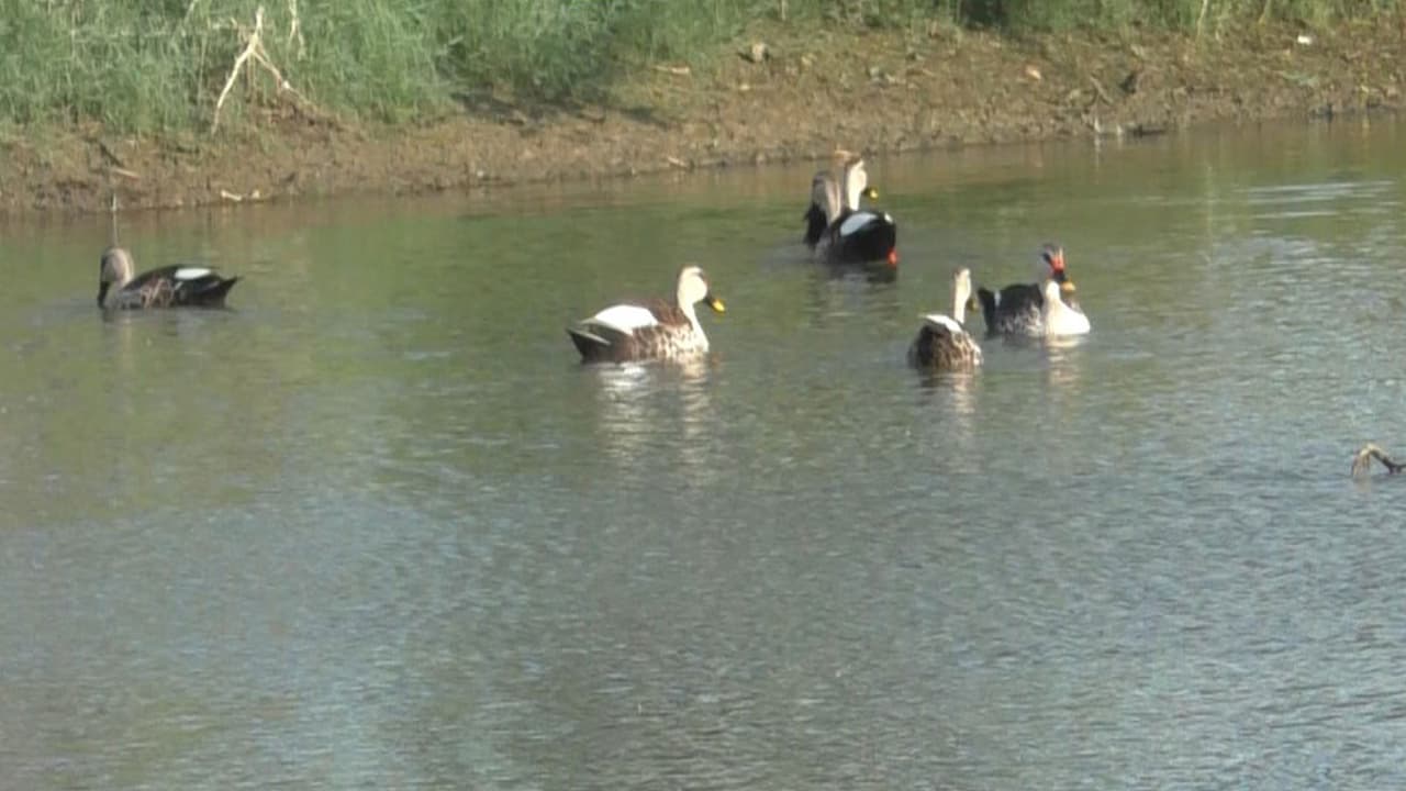 Indian spot billed ducks spotted (Photo/ANI) Indian spot billed ducks spotted (Photo/ANI)
