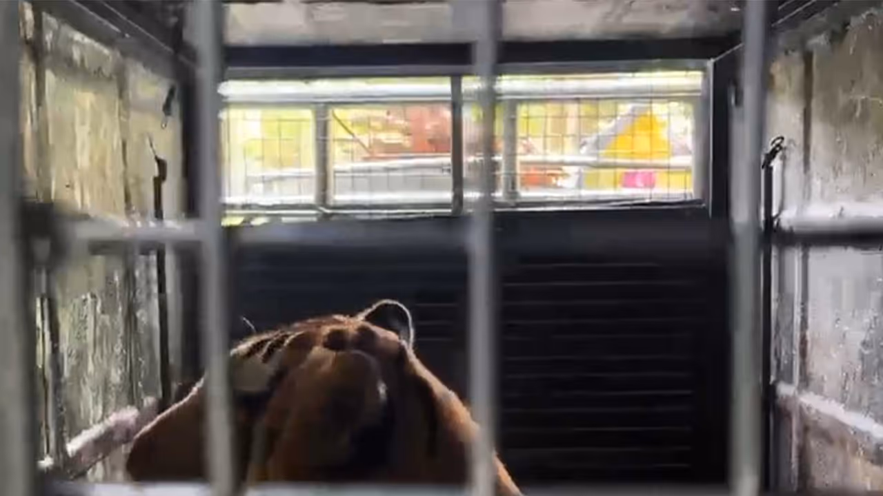 Tiger Trapped in Forest Department Cage at Silver Cloud Area in Gudalur (Photo/ANI) Tiger Trapped in Forest Department Cage at Silver Cloud Area in Gudalur (Photo/ANI)