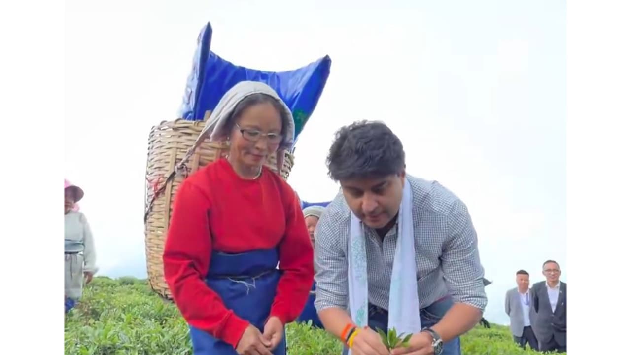 Union Minister Jyotiraditya Scindia plucks tea leaves, interacts with workers at Sikkim’s Temi Tea Garden (Photo/X@JM_Scindia) Union Minister Jyotiraditya Scindia plucks tea leaves, interacts with workers at Sikkim’s Temi Tea Garden (Photo/X@JM_Scindia)