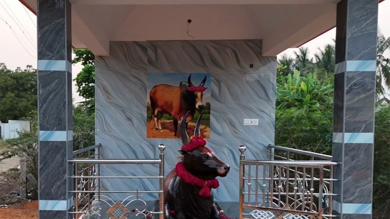Trichy family builds memorial for prize winning Jallikattu bull 'Senkuricki Sevalai' (Photo/ANI) Trichy family builds memorial for prize winning Jallikattu bull 'Senkuricki Sevalai' (Photo/ANI)
