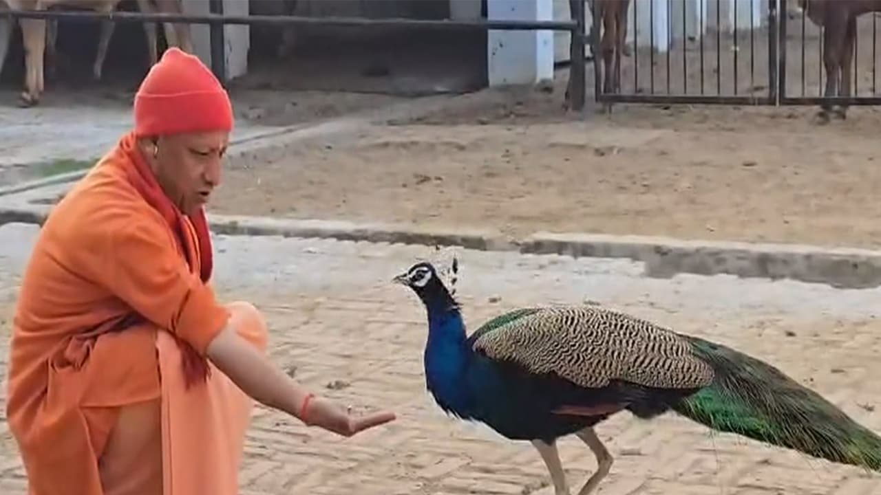 Yogi Adityanath feeding peacock (Photo/Gorakhnath Temple Administration)
