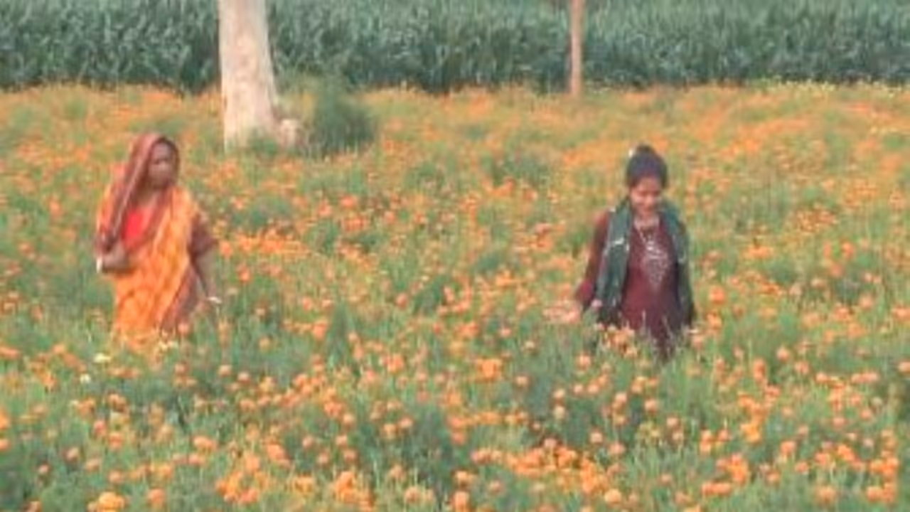Flower farming (Photo/ANI) Flower farming (Photo/ANI)