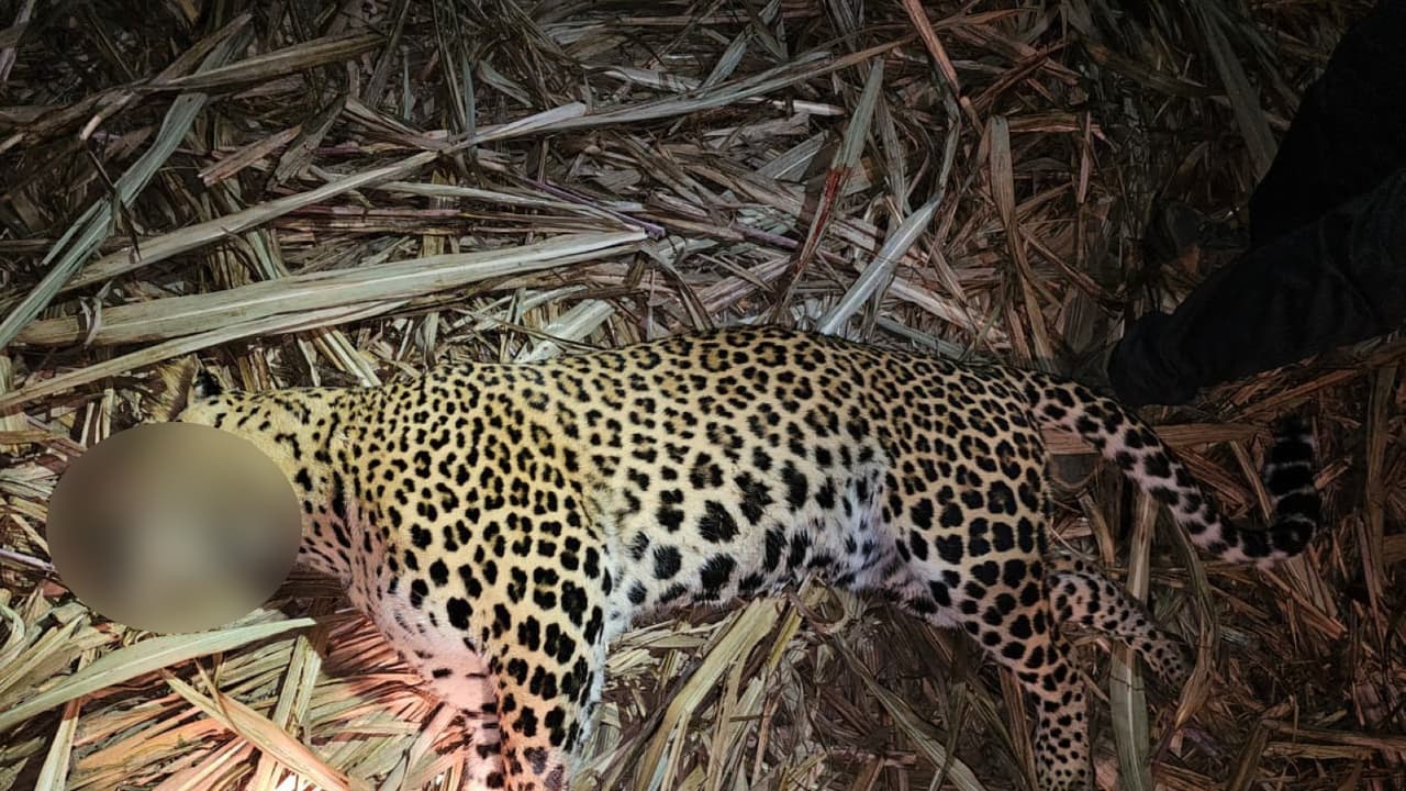 Man eater leopard killed in Pune after fatal attacks (Photo/Pune Forest Department)