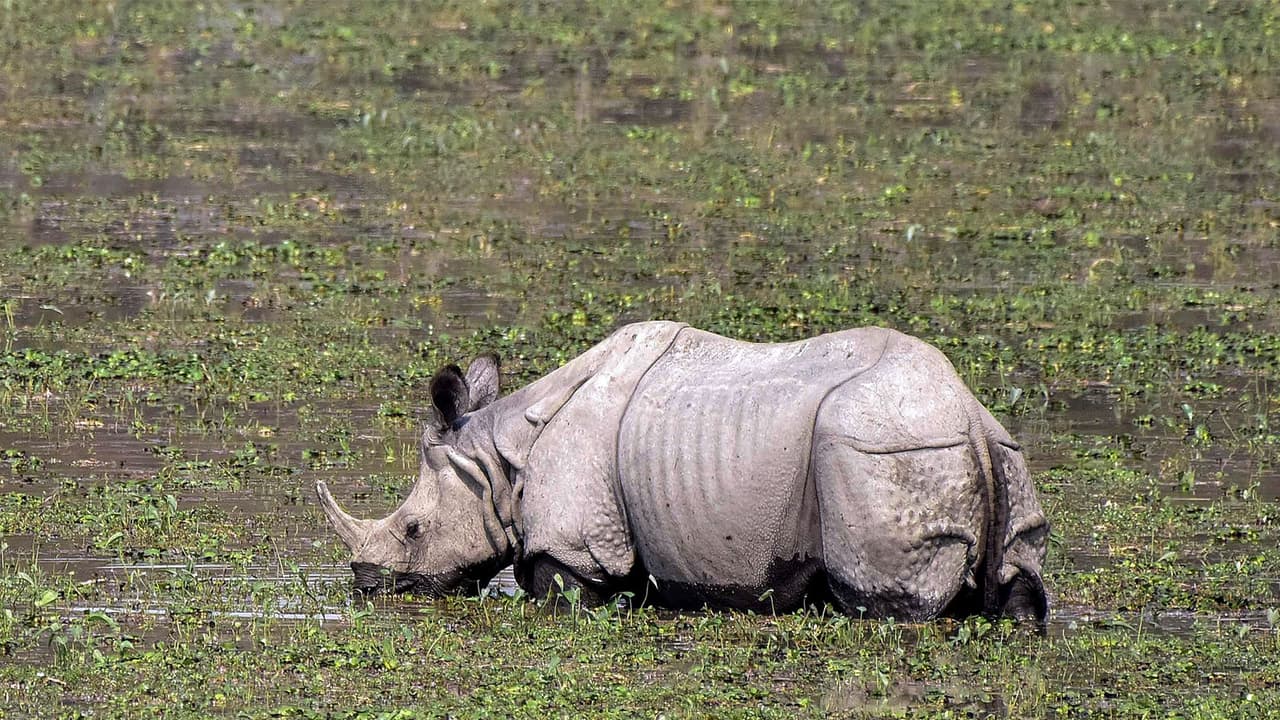 A one horned rhinoceros seen grazing at Kaziranga National Park (File Photo/ANI) A one horned rhinoceros seen grazing at Kaziranga National Park (File Photo/ANI)