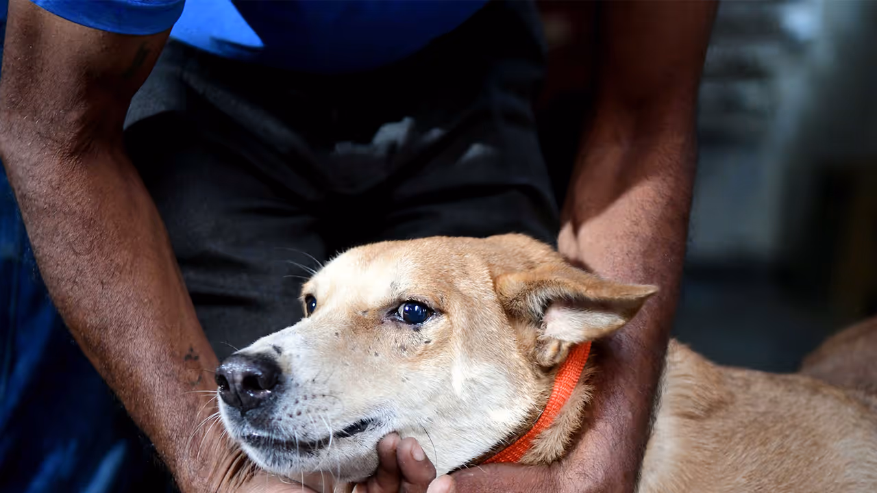 Stray Dog (File Photo/ANI) Stray Dog (File Photo/ANI)