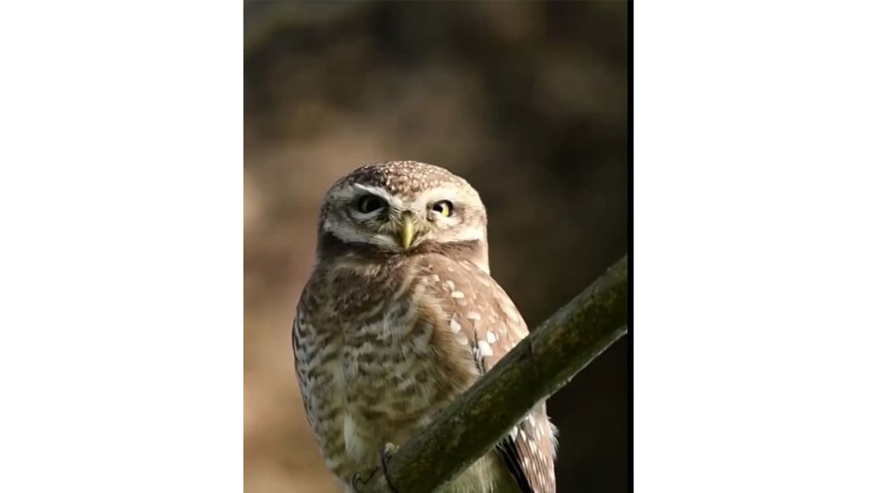 Spotted owlet (Photo/X@jayanta_malla) Spotted owlet (Photo/X@jayanta_malla)