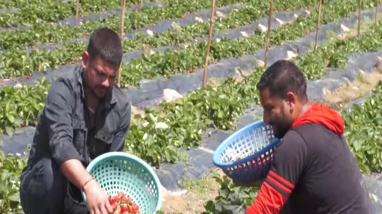 Young farmers engaged in strawberry farming in Udhampur (Photo.ANI) Young farmers engaged in strawberry farming in Udhampur (Photo.ANI)