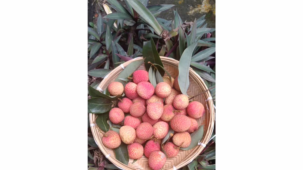 Assam’s GI tagged Tezpur litchi (Photo/X/ @PiyushGoyal) Assam’s GI tagged Tezpur litchi (Photo/X/ @PiyushGoyal)