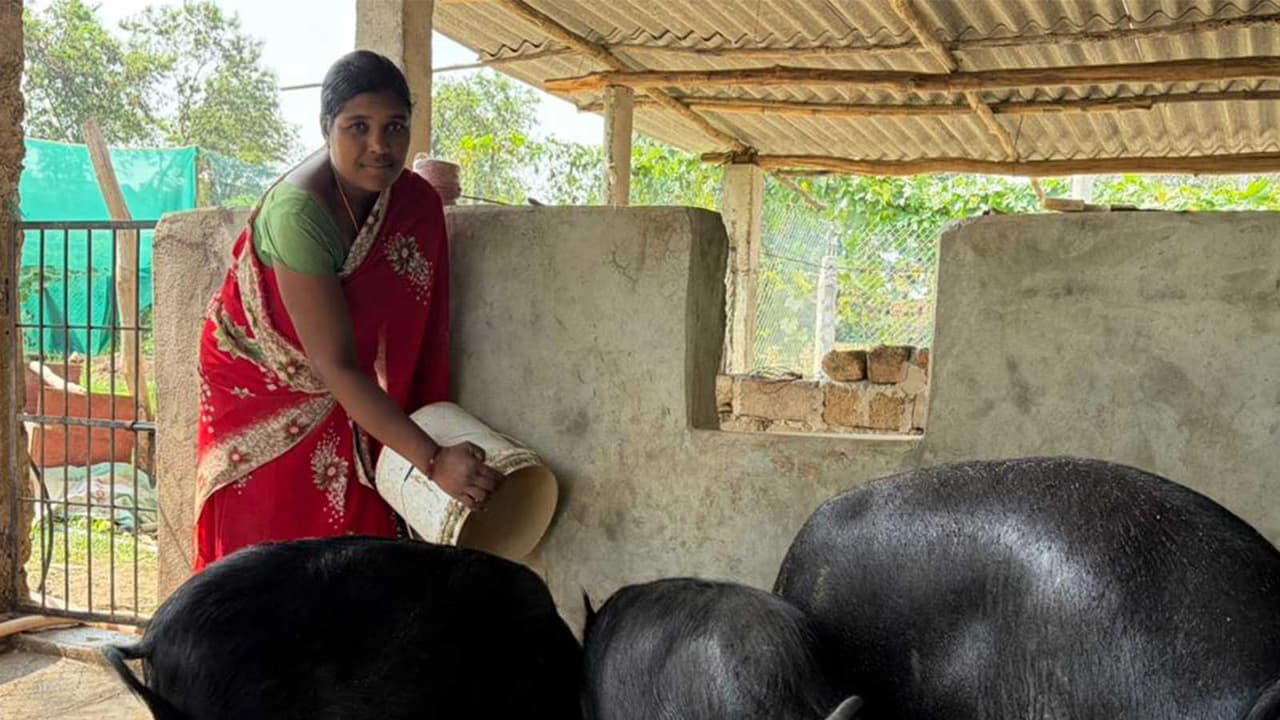 Dilmati, a member of the Maa Durga Women Self Help Group, who has achieved financial independence through pig farming (Photo/ANI) Dilmati, a member of the Maa Durga Women Self Help Group, who has achieved financial independence through pig farming (Photo/ANI)