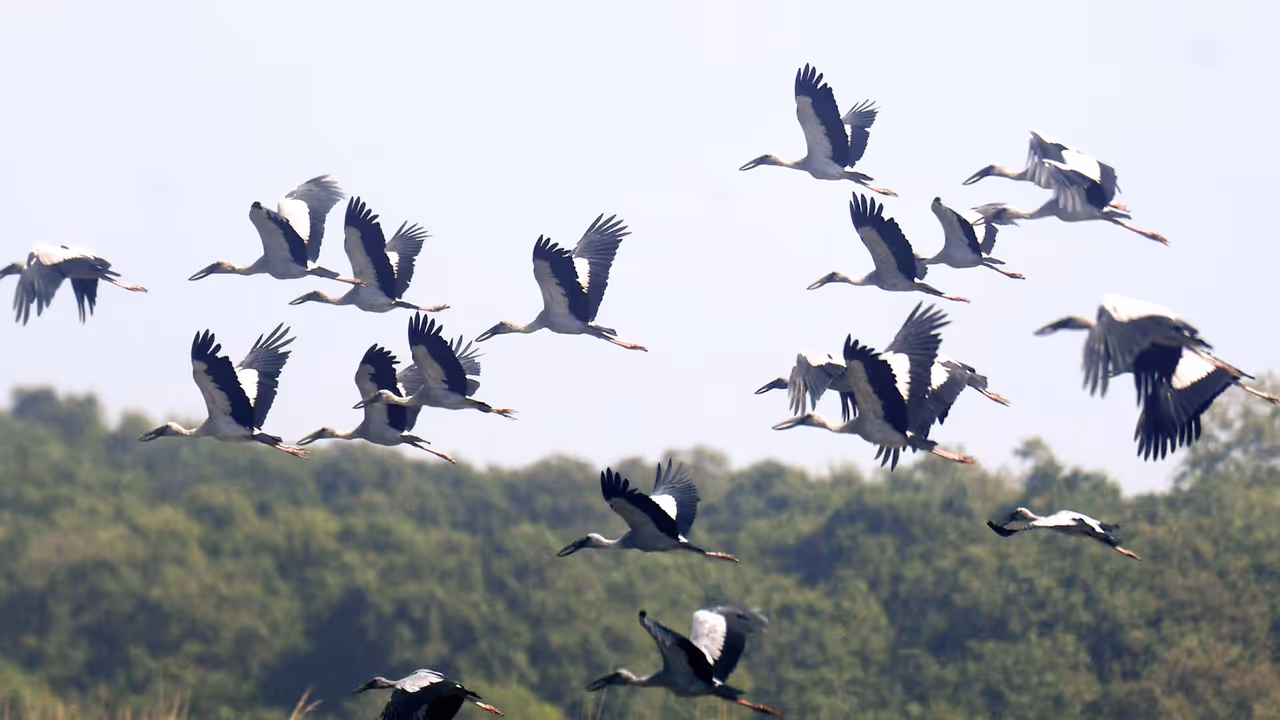 A visual from the Pobitora Wildlife Sanctuary (Photo/ANI)