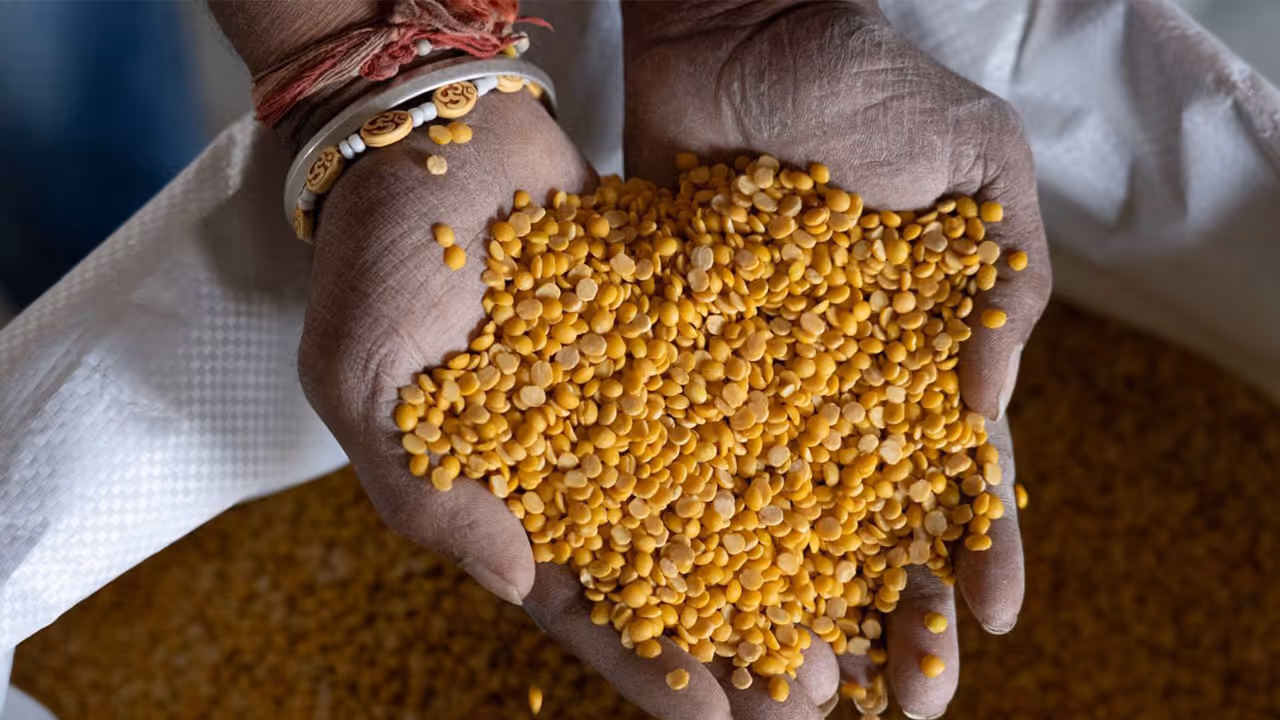 Gulbarga Tur Dal (Photo/Release) Gulbarga Tur Dal (Photo/Release)