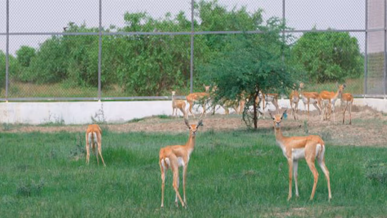 20 blackbucks released into Banni Grasslands of Kutch (Photo/ANI) 20 blackbucks released into Banni Grasslands of Kutch (Photo/ANI)