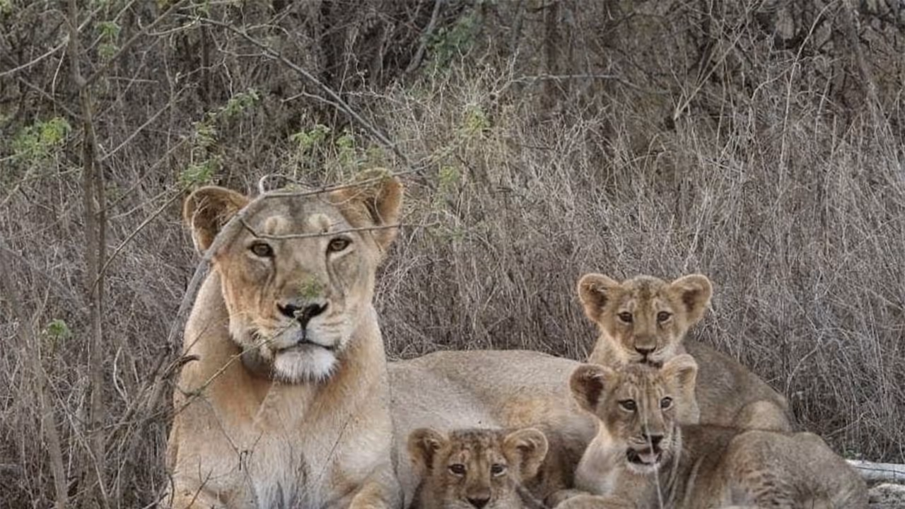 Barda forests emerge as new ‘second home’ for Asiatic lions (Photo/GujaratCMO) Barda forests emerge as new ‘second home’ for Asiatic lions (Photo/GujaratCMO)