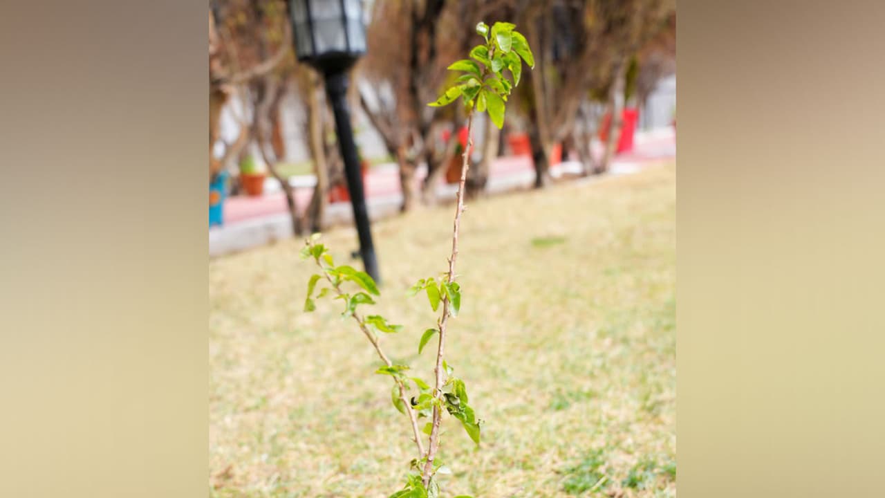 A sapling as part of the planting initiative in Ladakh (Photo/x/@lg_ladakh) A sapling as part of the planting initiative in Ladakh (Photo/x/@lg_ladakh)