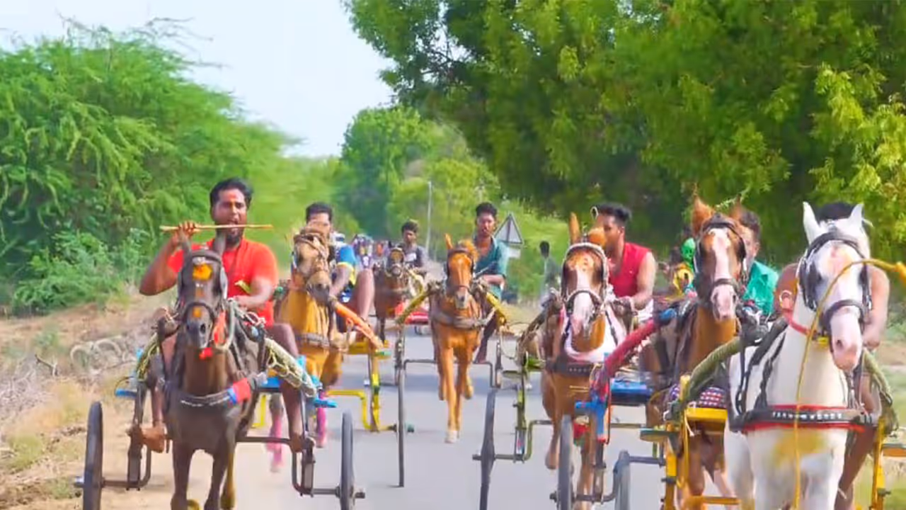 Horse cart race organised at Ariyanachi Temple in Rameswaram (Photo/ANI) Horse cart race organised at Ariyanachi Temple in Rameswaram (Photo/ANI)