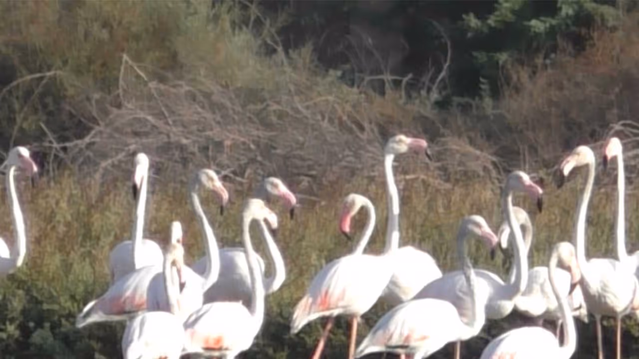 Flamingos arrived at the salt pans in Thoothukudi (Phptp/ANI) Flamingos arrived at the salt pans in Thoothukudi (Phptp/ANI)