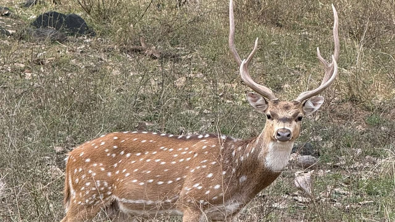 Spotted Deer (Photo/Gujarat CMO) Spotted Deer (Photo/Gujarat CMO)