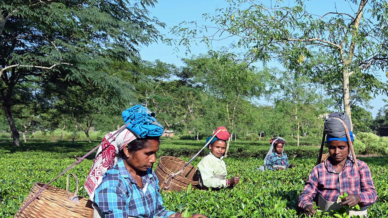 Representative image (Photo/ANI) Representative image (Photo/ANI)