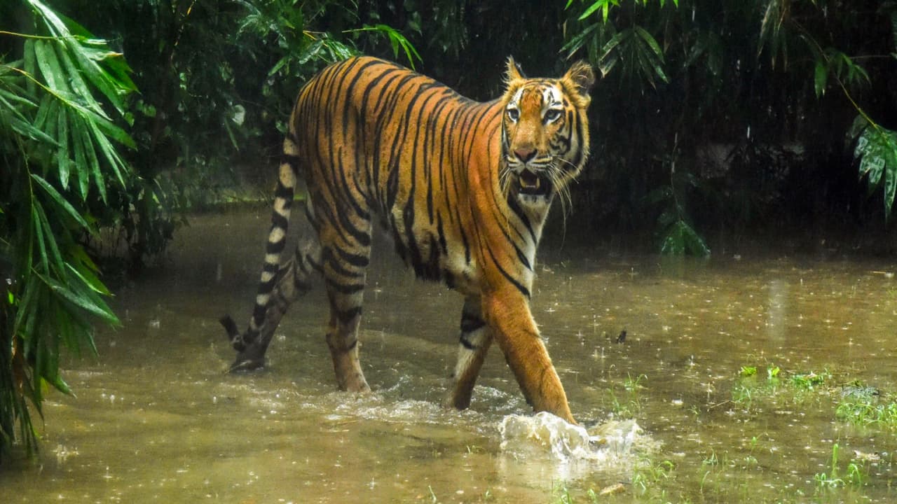 Royal Bengal Tiger (Photo/ANI) Royal Bengal Tiger (Photo/ANI)