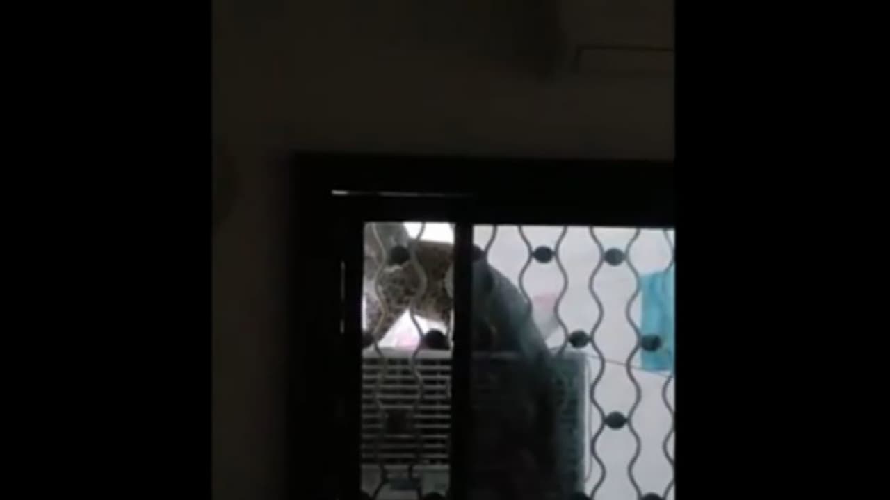 A leopard cub spotted at the Rampuri Camp residential area in Maharashtra’s Amravati (Photo/ANI) A leopard cub spotted at the Rampuri Camp residential area in Maharashtra’s Amravati (Photo/ANI)