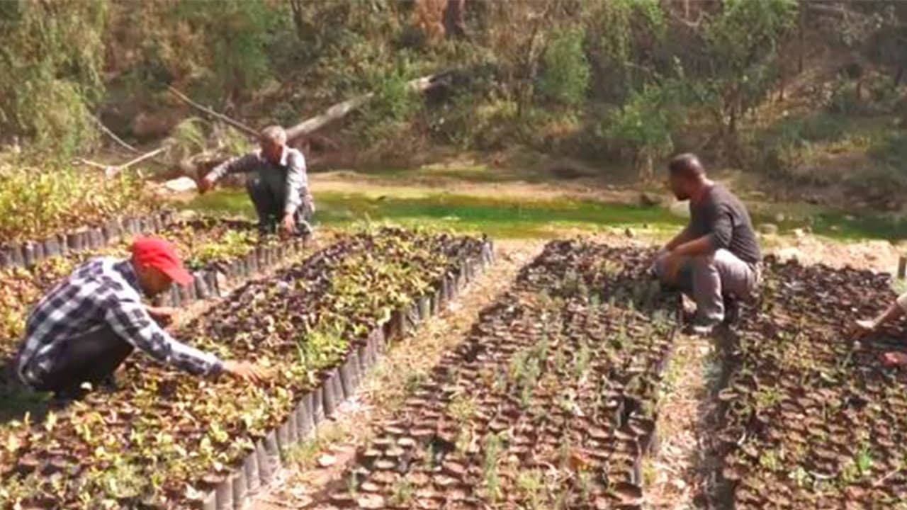 J K Forest Department’s central nurseries in the Mand and Pangra areas (Photo/ANI) J K Forest Department’s central nurseries in the Mand and Pangra areas (Photo/ANI)