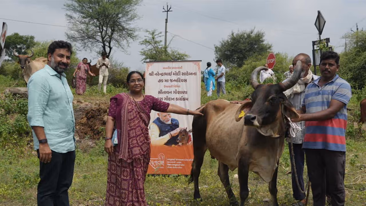 Sitavan Gir Gaushala donate 76 indigenous Gir cows (Photo/GujaratCMO) Sitavan Gir Gaushala donate 76 indigenous Gir cows (Photo/GujaratCMO)
